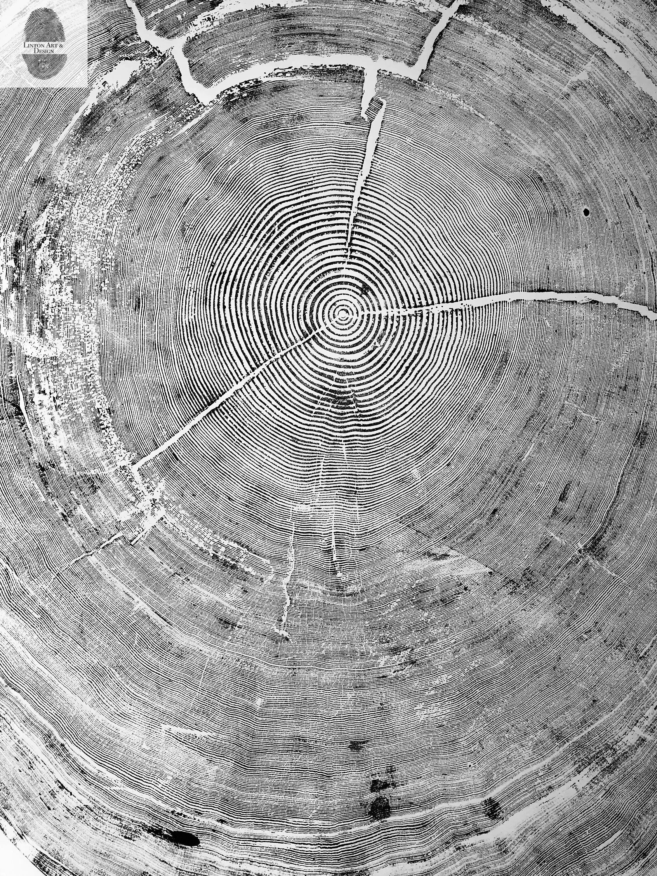 Oregon Coast Sitka Spruce - 52x60 - Tree Wall Art