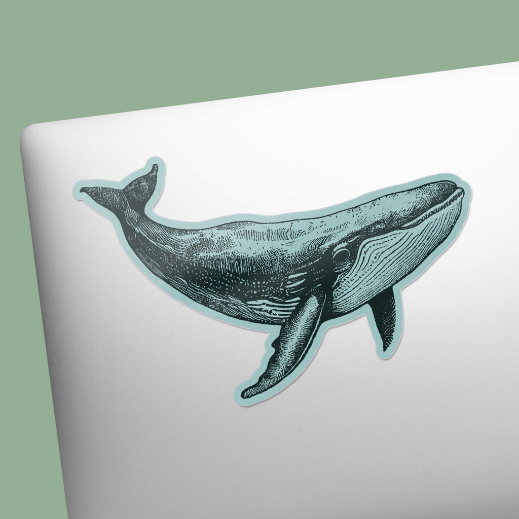 Humpback Whale Bumper Sticker