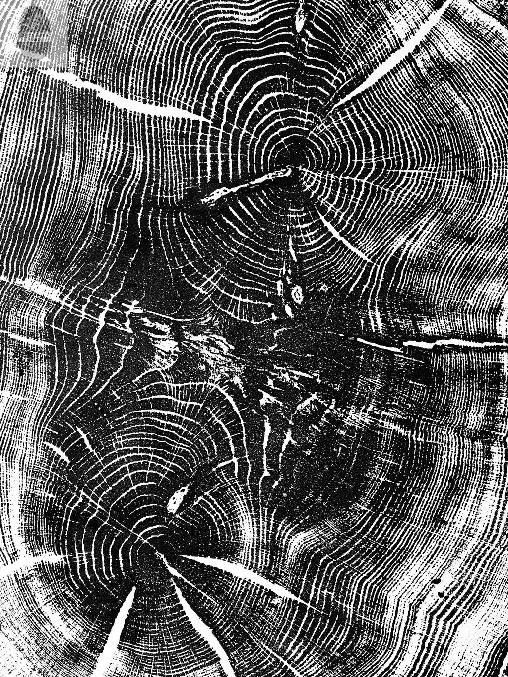 Nauvoo, Illinois Oak - 24x36 Print