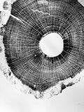 North Carolina Tree Art - Oak - 18x24 print