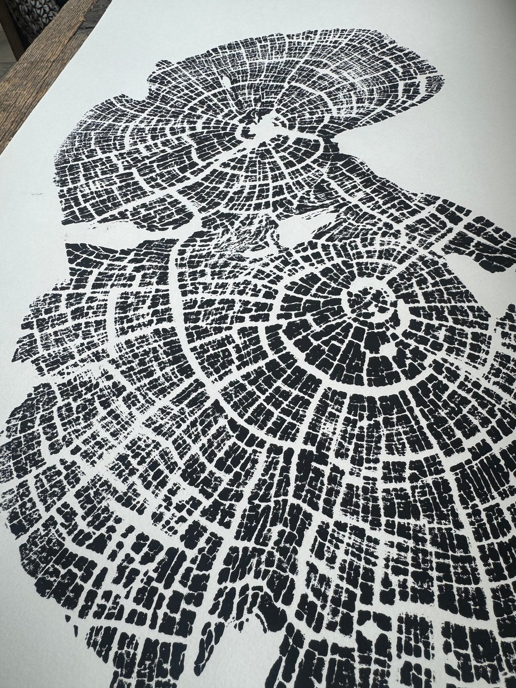 Old Growth Juniper Tree Ring Print – Boulder, Utah (Grand Staircase) – 24x36 Original Signed