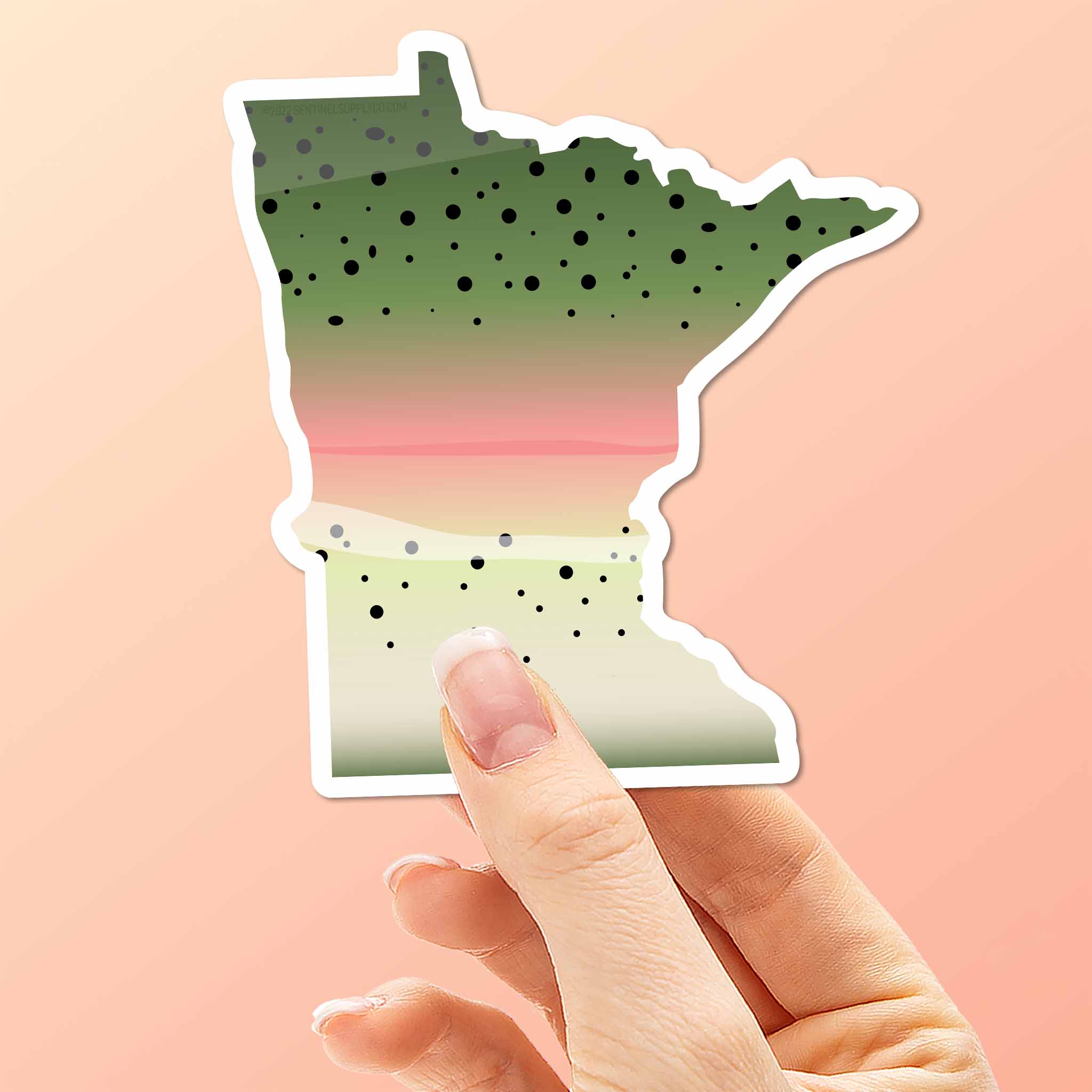 Rainbow Trout Minnesota Sticker - MN Fishing Decal