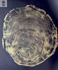 San Francisco Redwood. Gold and Black, 36x48 Inches. Original Signed artwork made from Real Redwood