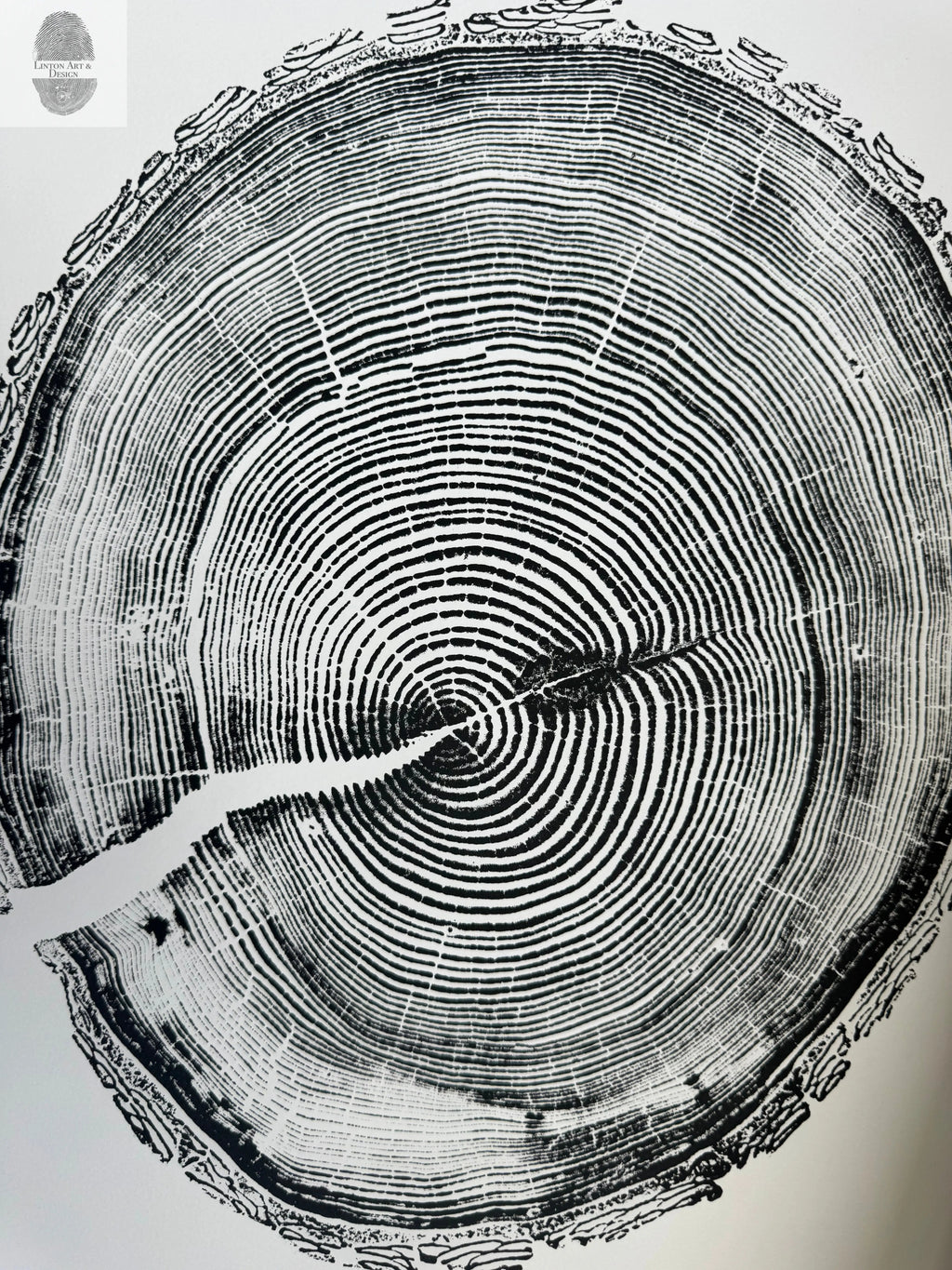 White Pine Tree Ring Impression – Taylor County, WI – 18x24 Signed Artwork