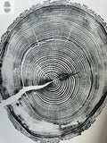 White Pine Tree Ring Impression – Taylor County, WI – 18x24 Signed Artwork