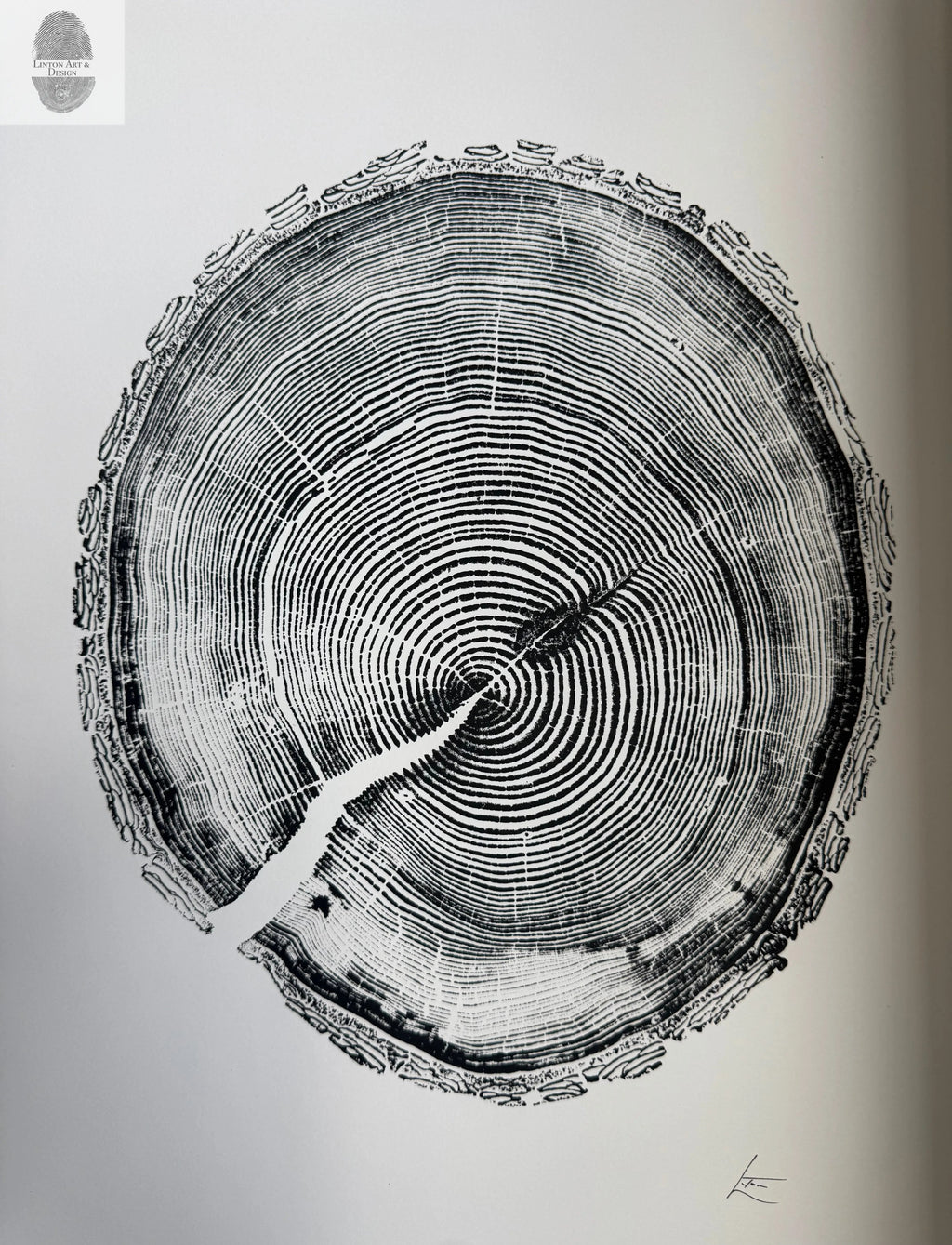 White Pine Tree Ring Impression – Taylor County, WI – 18x24 Signed Artwork
