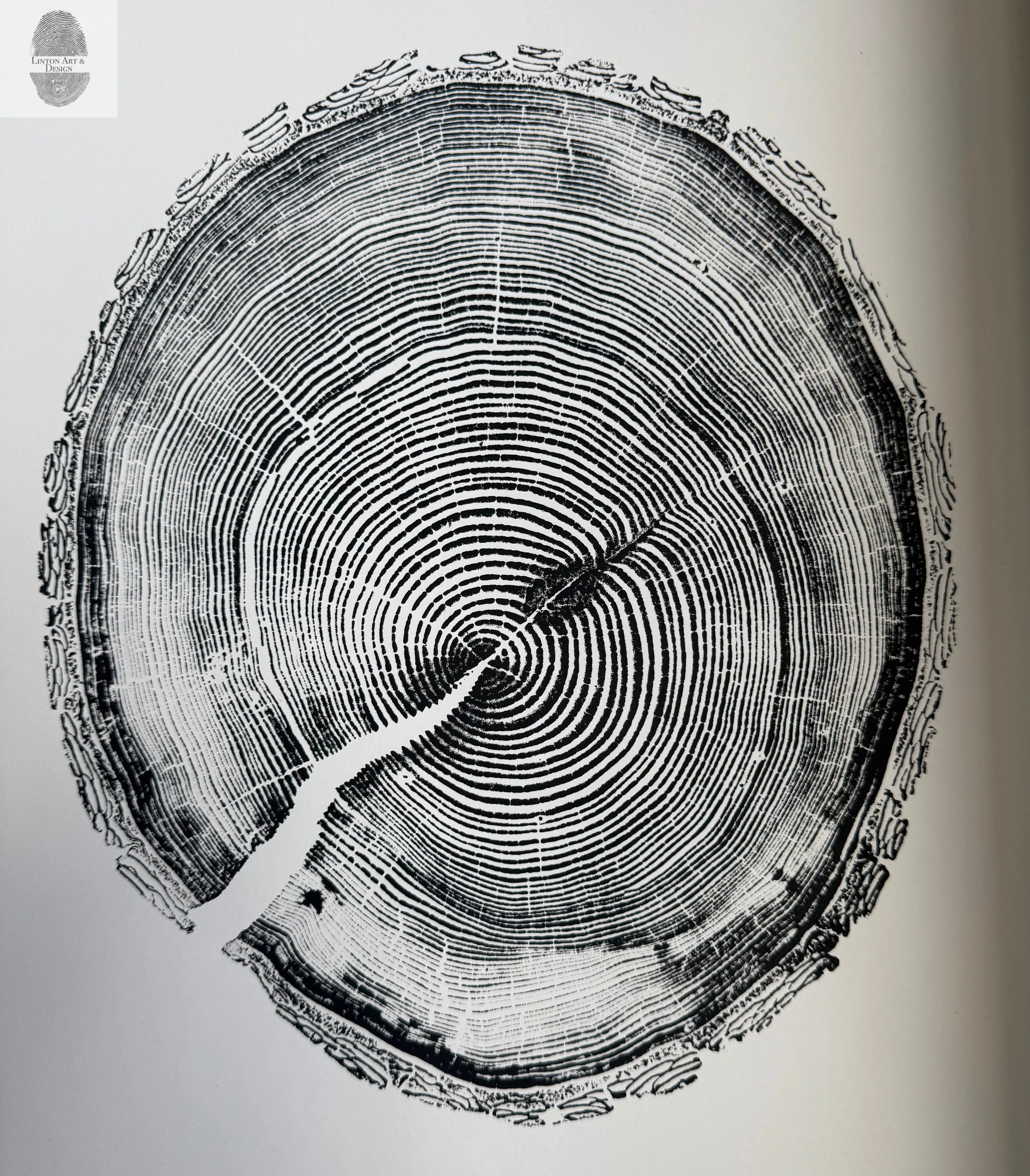 White Pine Tree Ring Impression – Taylor County, WI – 18x24 Signed Artwork