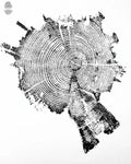 Yellowstone Pine II - 18x24 Print