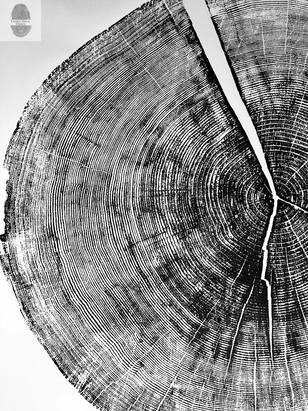 Yosemite National Park, California Pine - 36x36 print