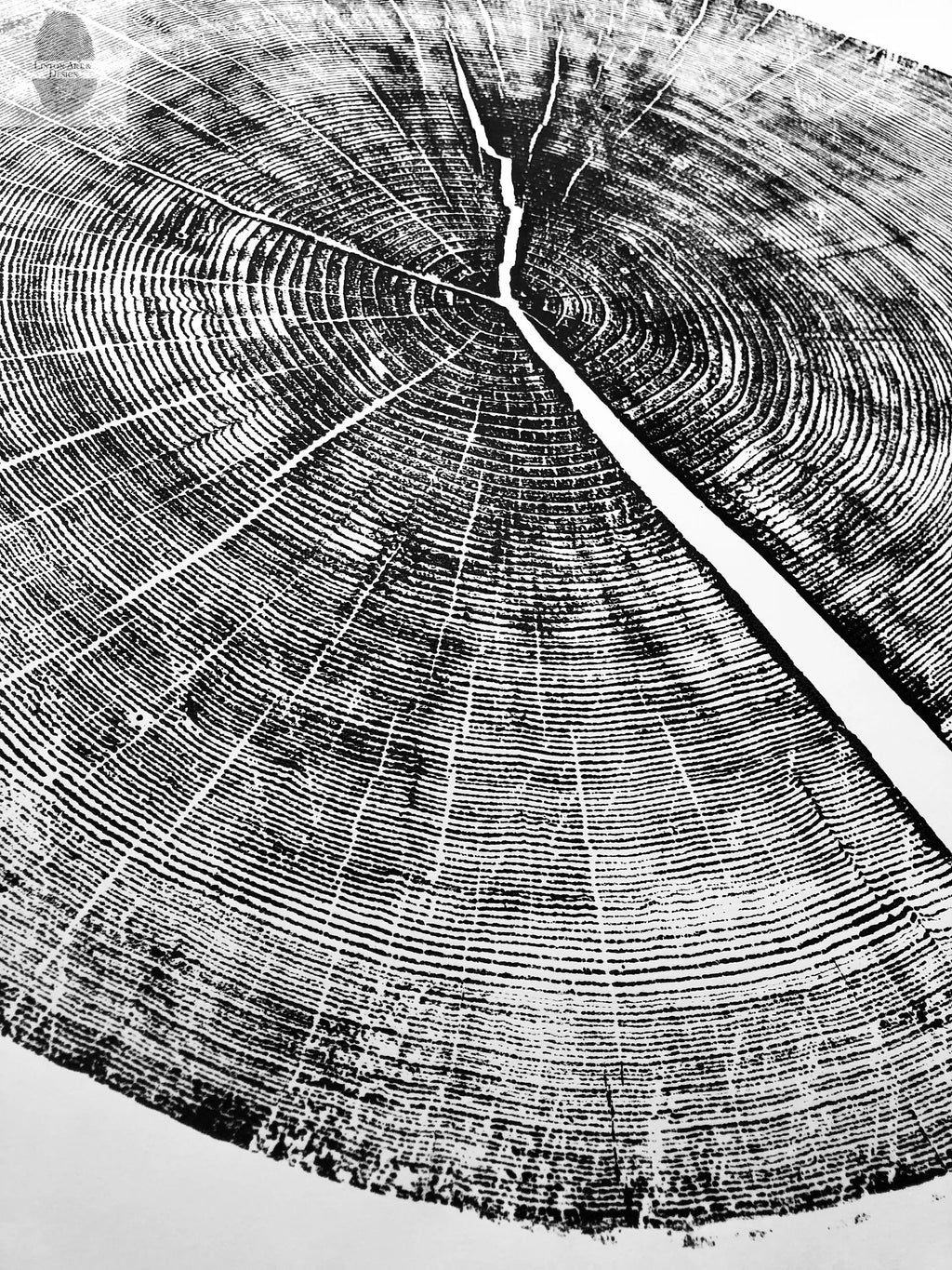Yosemite National Park, California Pine - 36x36 print